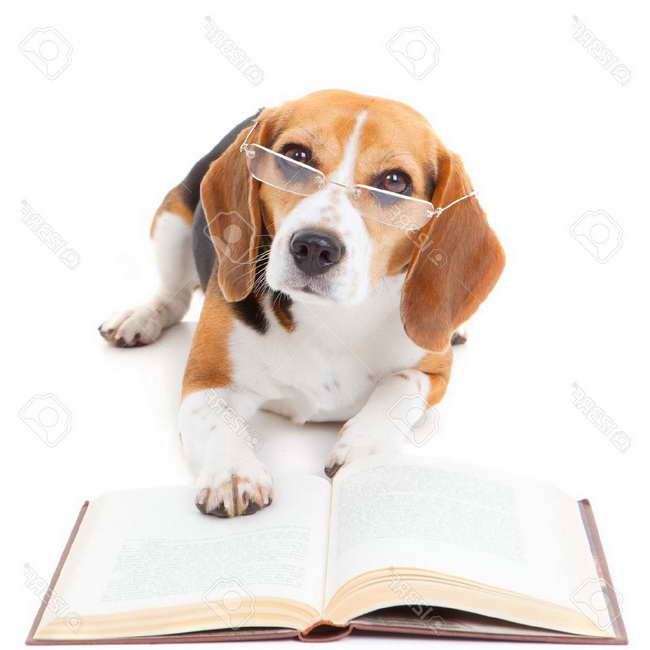 Beagle Legal PETSIDI