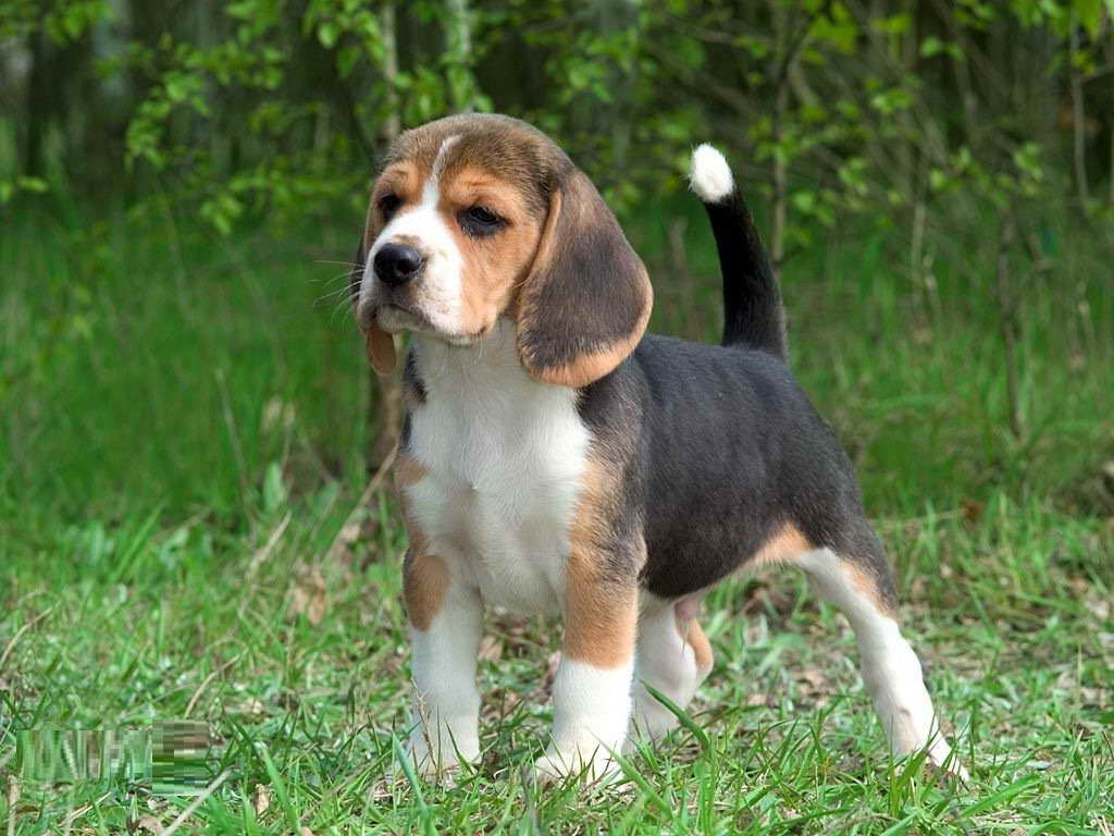 Beagle Lifespan