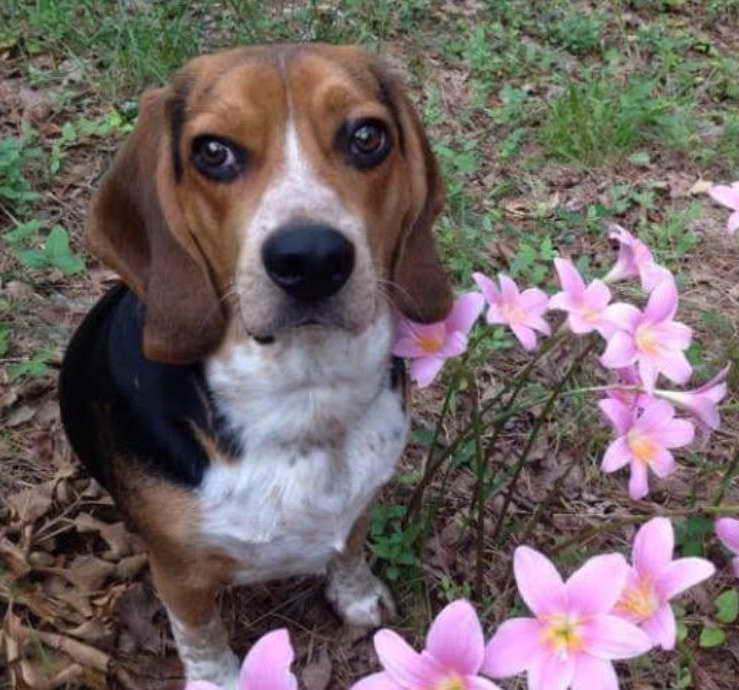 Beagle Mix For Adoption