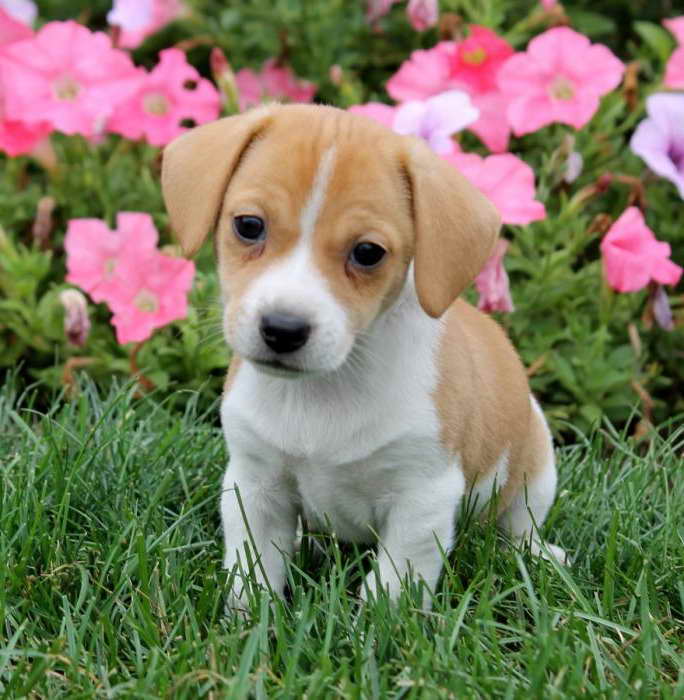 Beagle Mix Puppies For Sale In Ohio