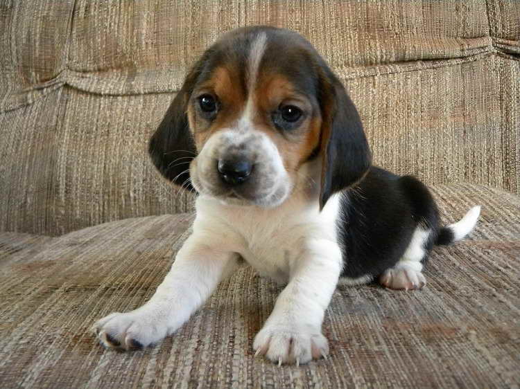 Beagle Mix Puppies For Sale