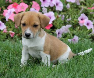 Beagle Mix Puppies Near Me
