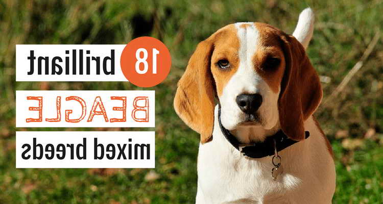 Beagle Mix