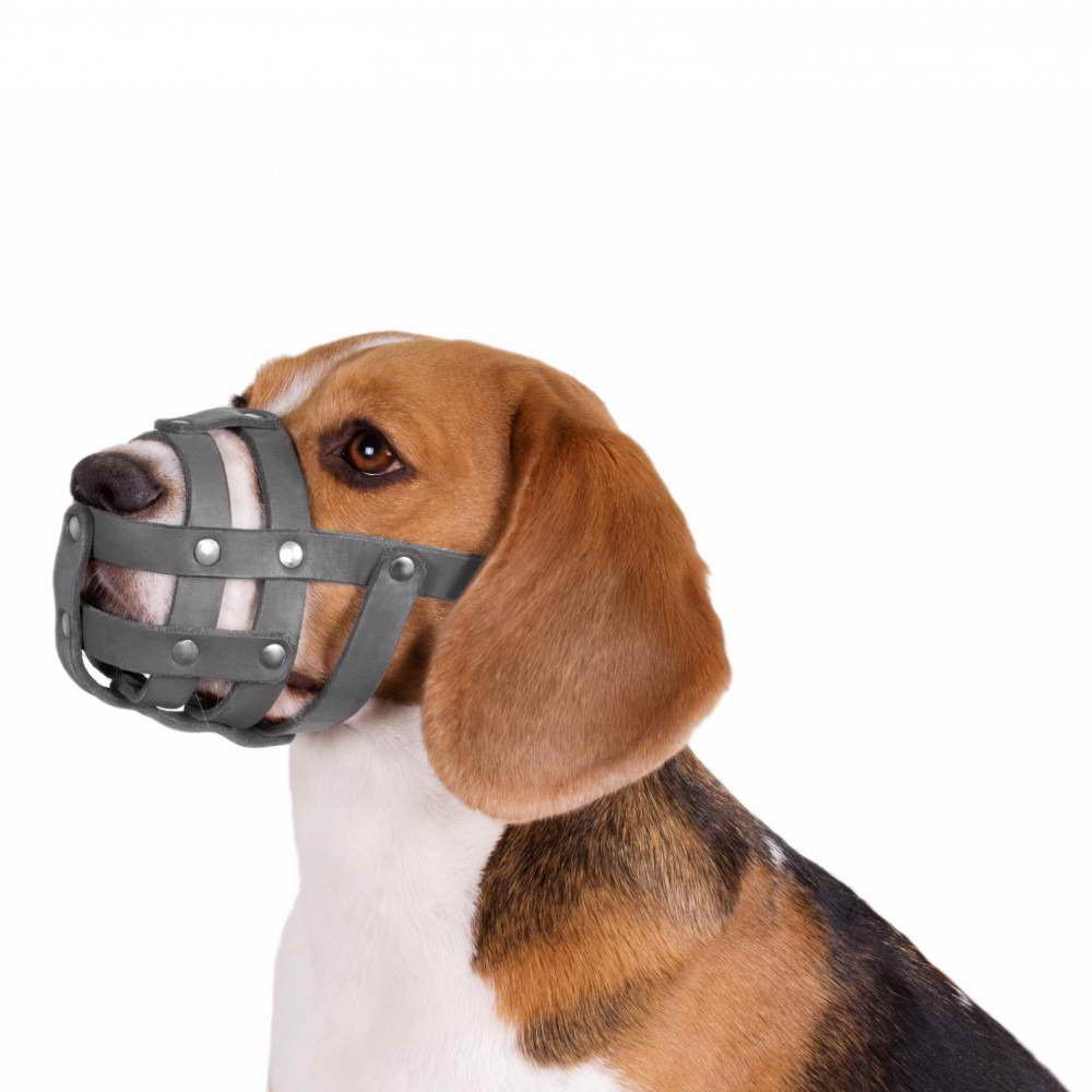 Beagle Muzzle