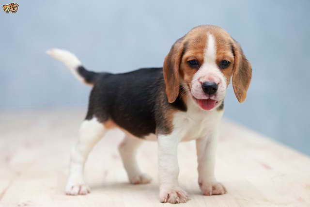 Beagle Pet