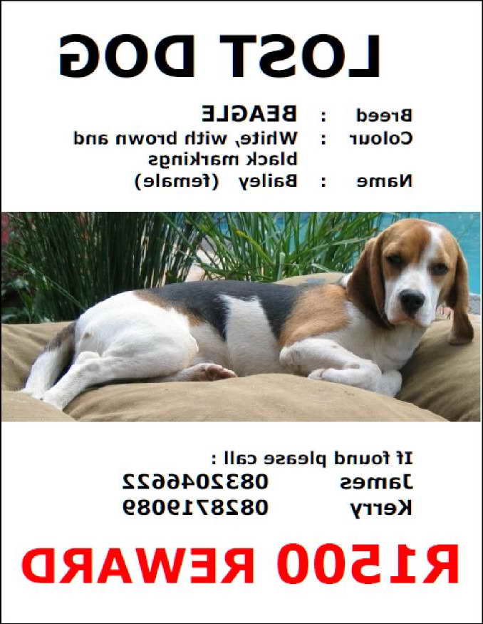 Beagle Posters