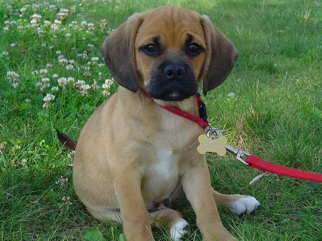 Beagle Pug Mix Puppy