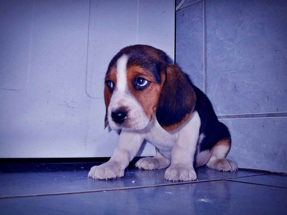 Beagle Puppies Az