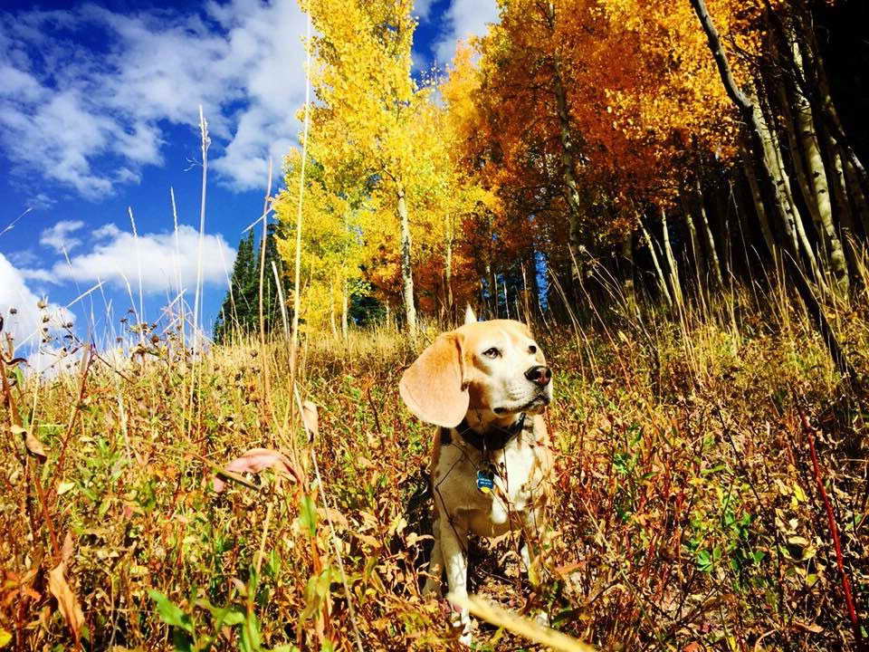 Beagle Puppies Colorado
