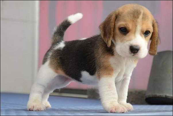 Beagle Puppies For Adoption In NJ | PETSIDI