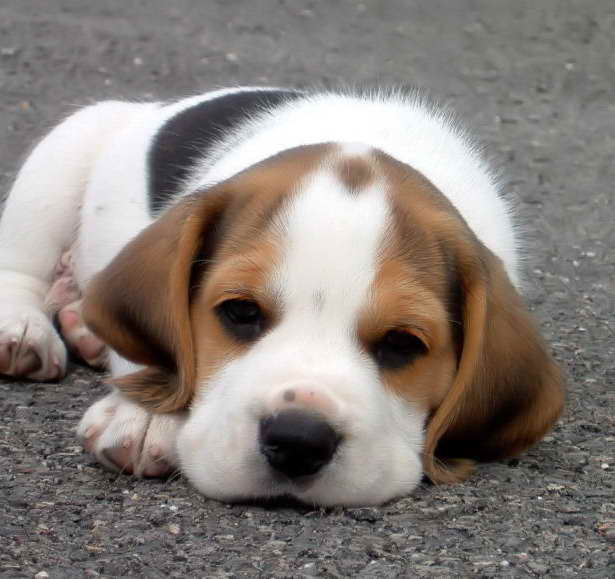 Beagle Puppies For Sale Bay Area