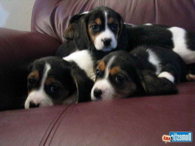 Beagle Puppies For Sale Columbus Ohio | PETSIDI