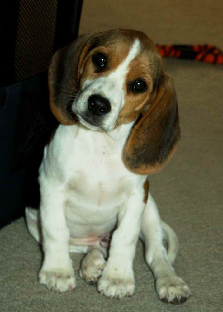 Beagle Puppies For Sale In Arizona