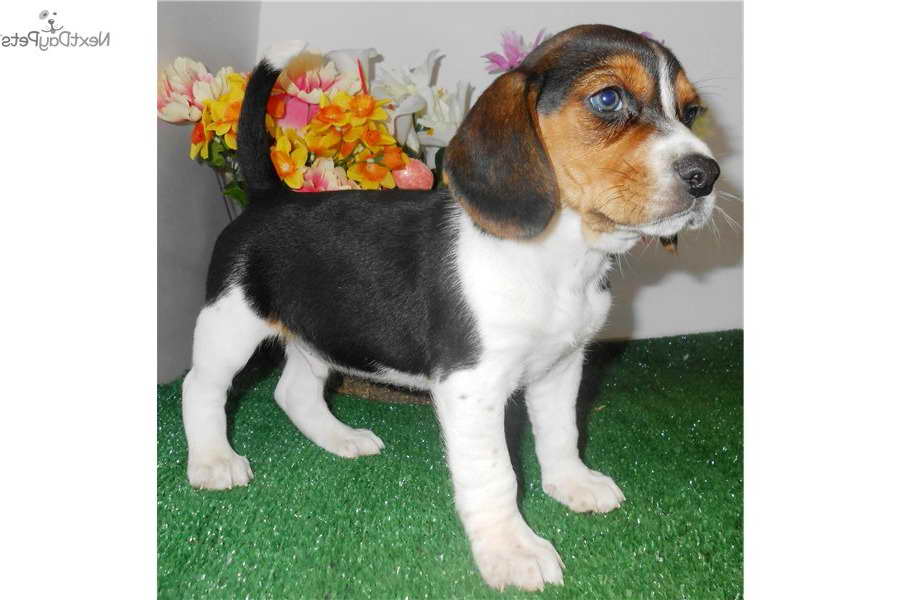 Beagle Puppies For Sale In Chicago