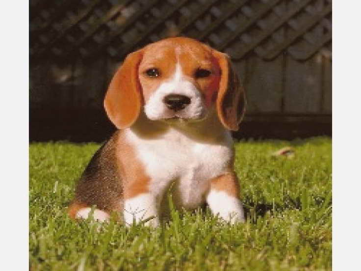 Beagle Puppies For Sale In East Texas