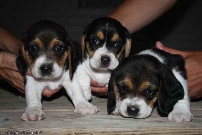 Beagle Puppies For Sale In Indiana