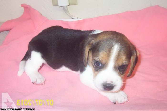 Beagle Puppies For Sale In Iowa