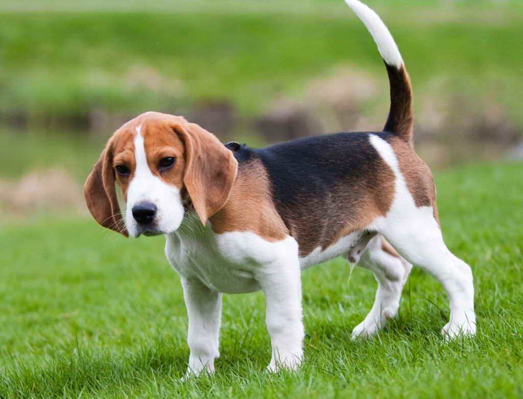 Beagle Puppies For Sale In Kansas