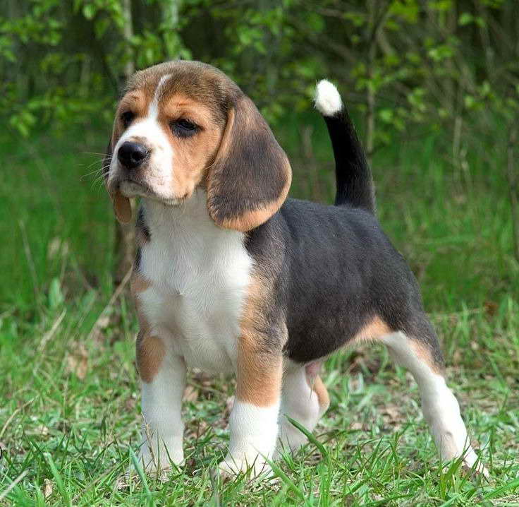 Beagle Puppies For Sale In Maine Petsidi