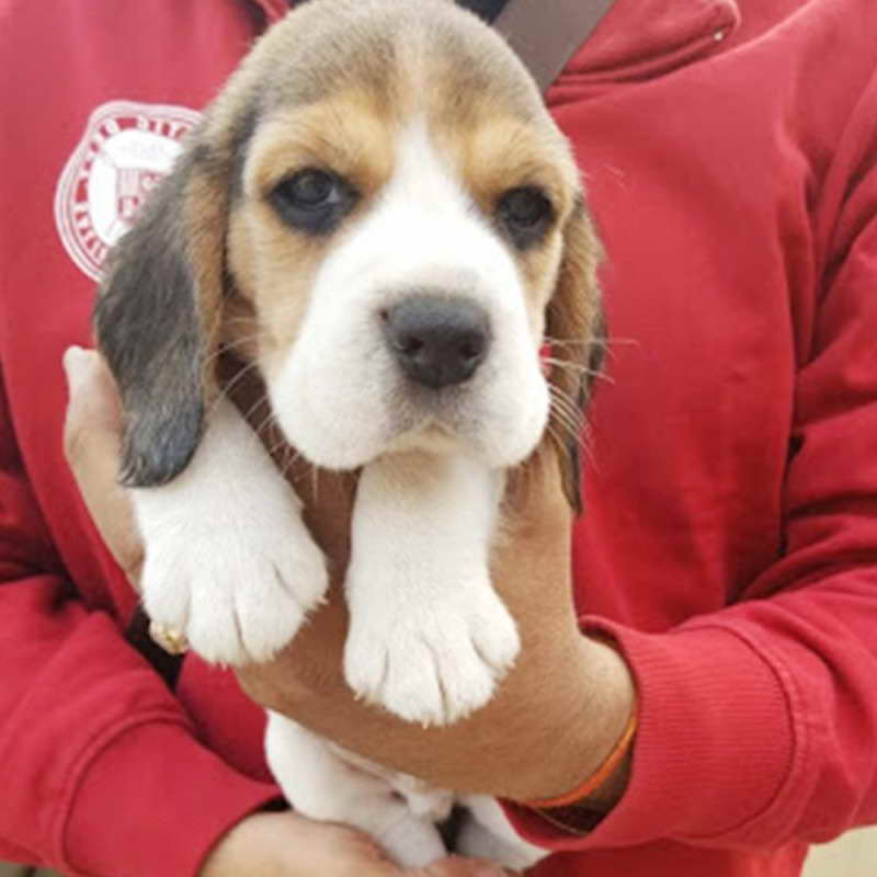 Beagle Puppies For Sale In Md
