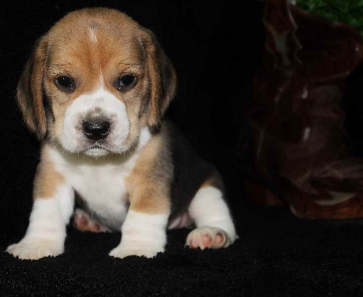 Beagle Puppies For Sale In Missouri