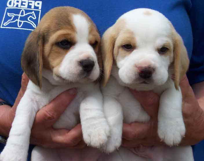 Beagle Puppies For Sale In New England