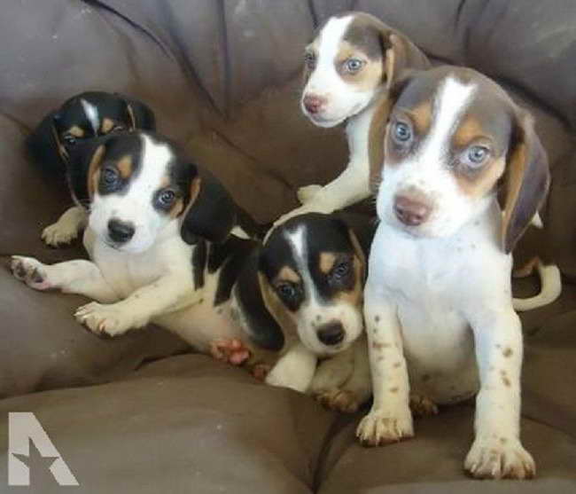 Beagle Puppies For Sale In Ohio