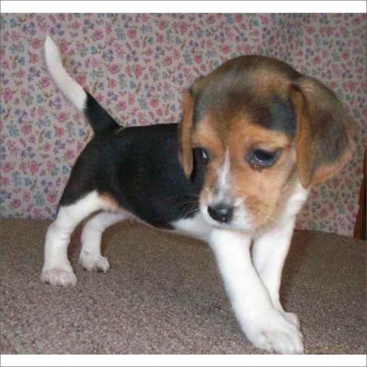 Beagle Puppies For Sale In South Florida