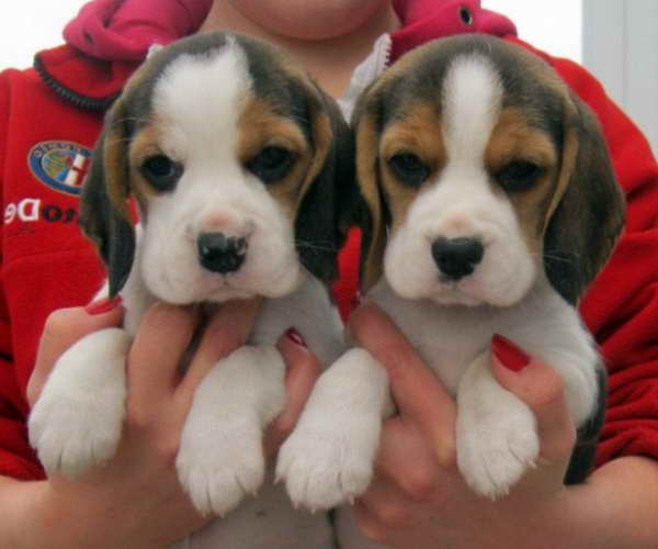Beagle Puppies For Sale In Tn