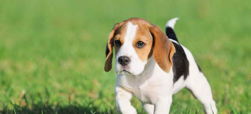 Beagle Puppies For Sale In Va