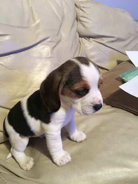 Beagle Puppies For Sale In Virginia Beach