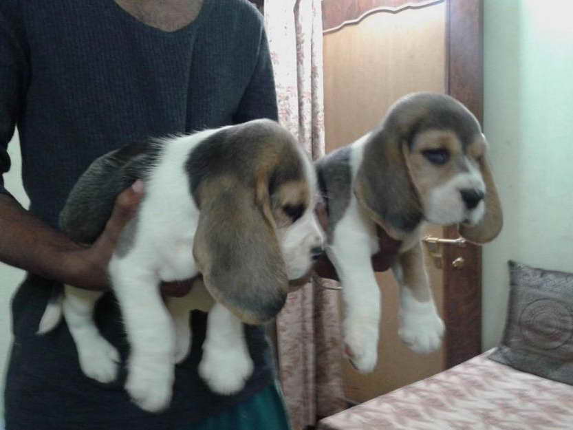 Beagle Puppies For Sale Las Vegas