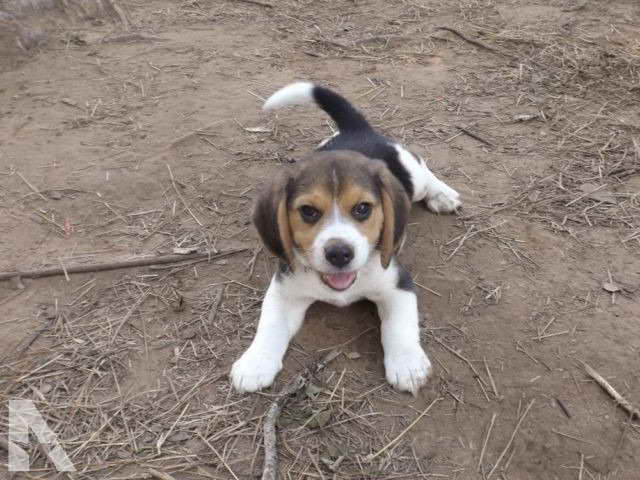 Beagle Puppies For Sale Louisiana