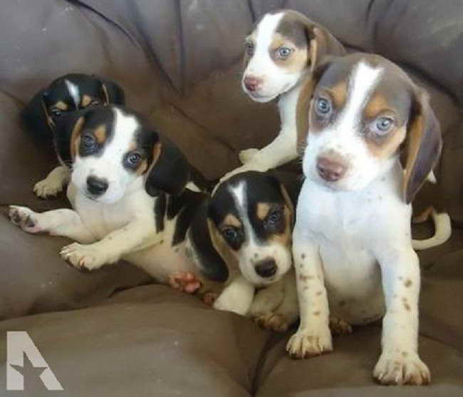 Beagle Puppies For Sale Ohio