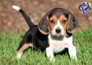 Beagle Puppies For Sale Pa