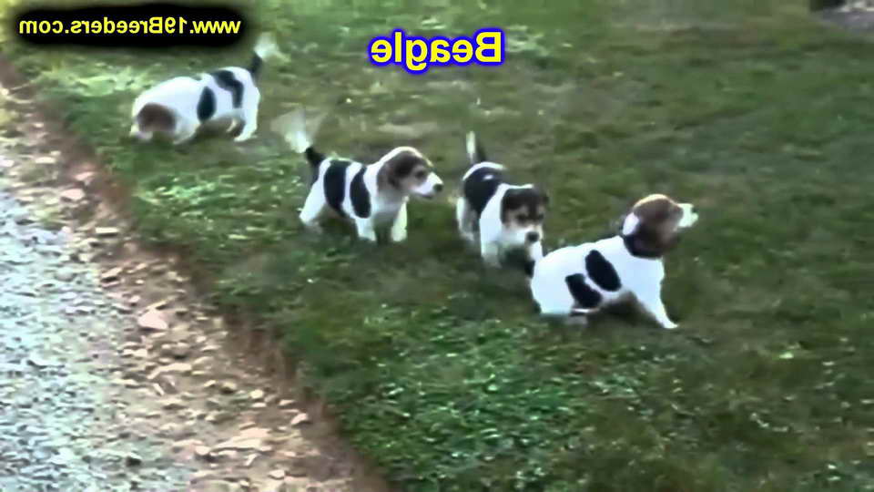 Beagle Puppies For Sale Portland Oregon