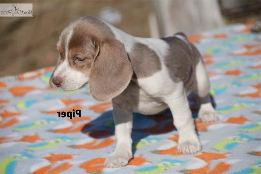 Beagle Puppies For Sale San Antonio