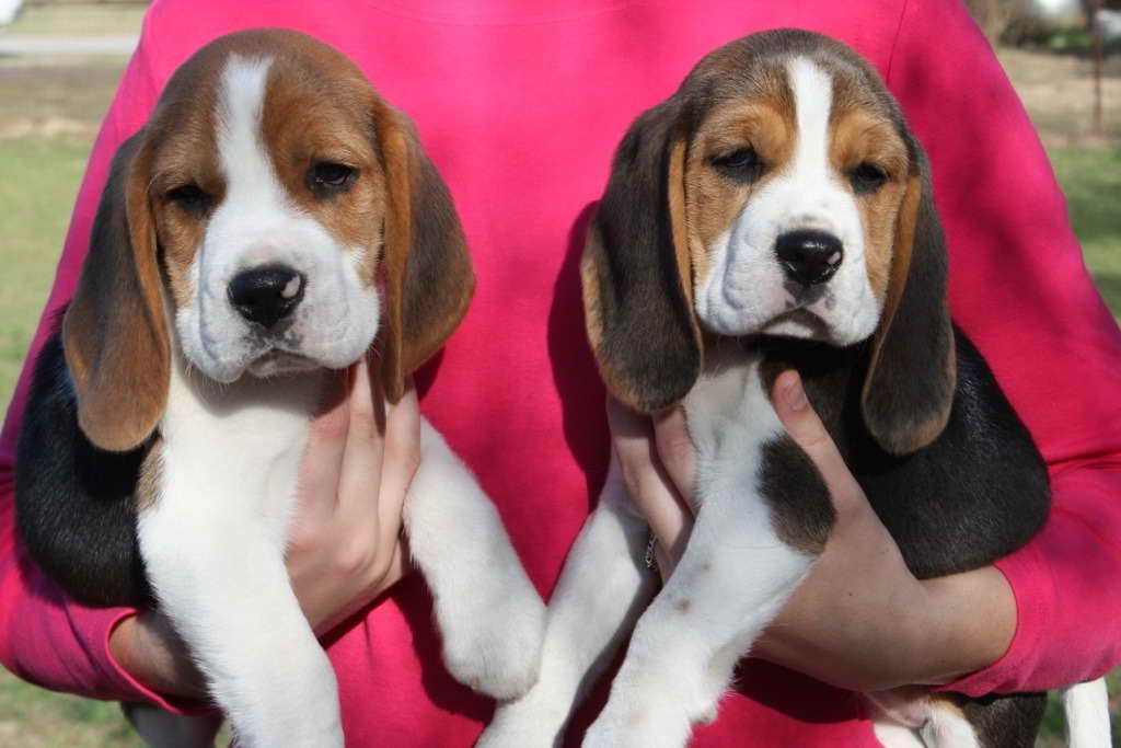 Beagle Puppies Georgia