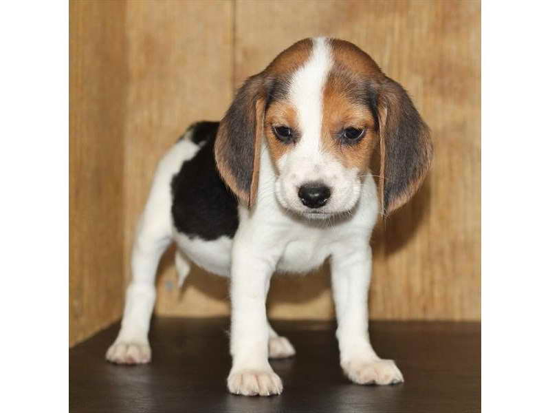 Beagle Puppies In Orlando