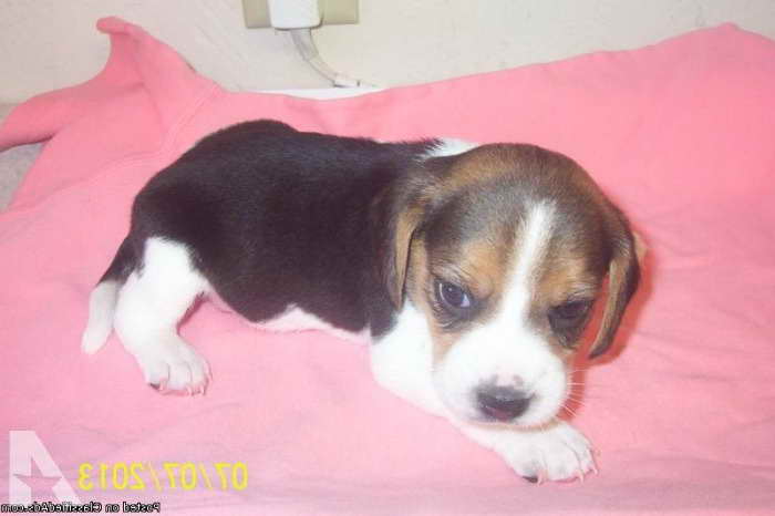 Beagle Puppies Iowa