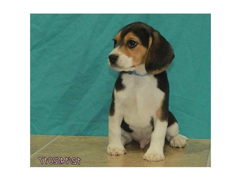 Beagle Puppies Kansas City