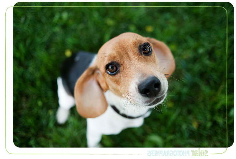 Beagle Puppies Kansas