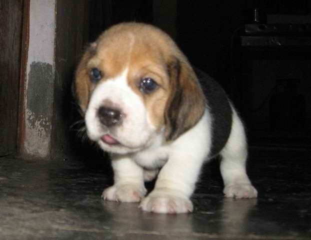 Beagle Puppies Long Island