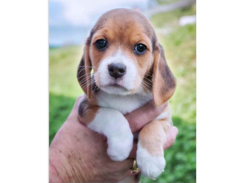 Beagle Puppies Maryland