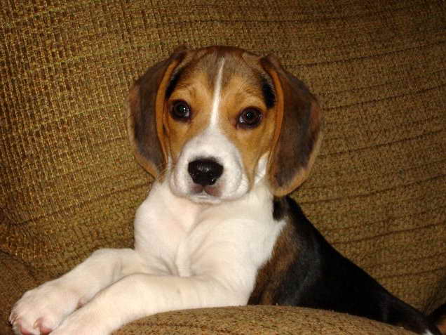 Beagle Puppies Ohio