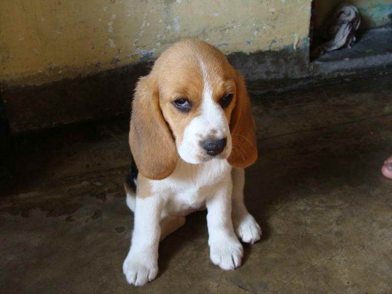 Beagle Puppies Price
