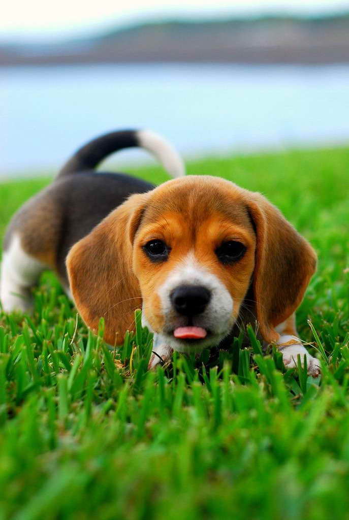 Beagle Puppies Texas