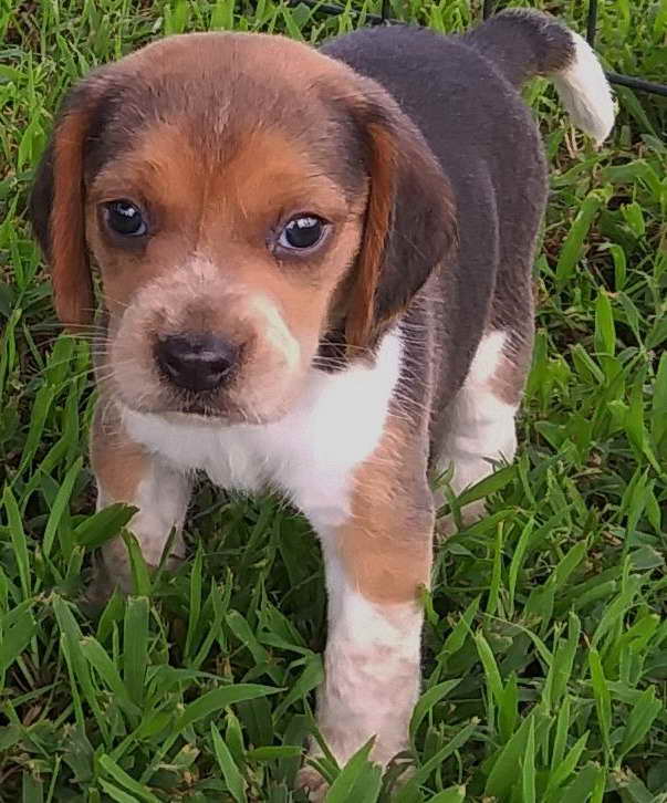 Beagle Puppies Tulsa