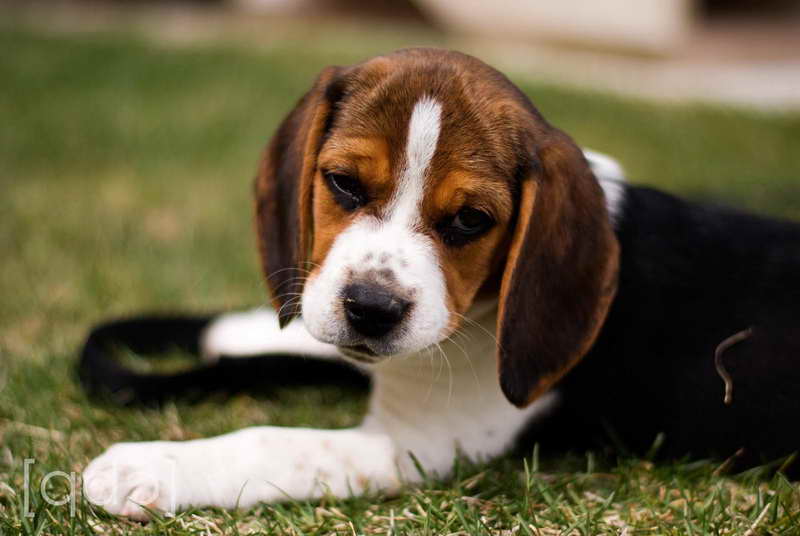 Beagle Puppies Utah