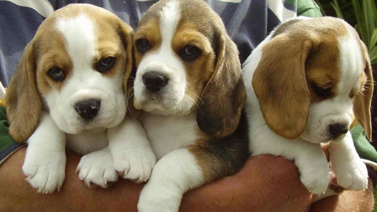 Beagle Puppies Videos